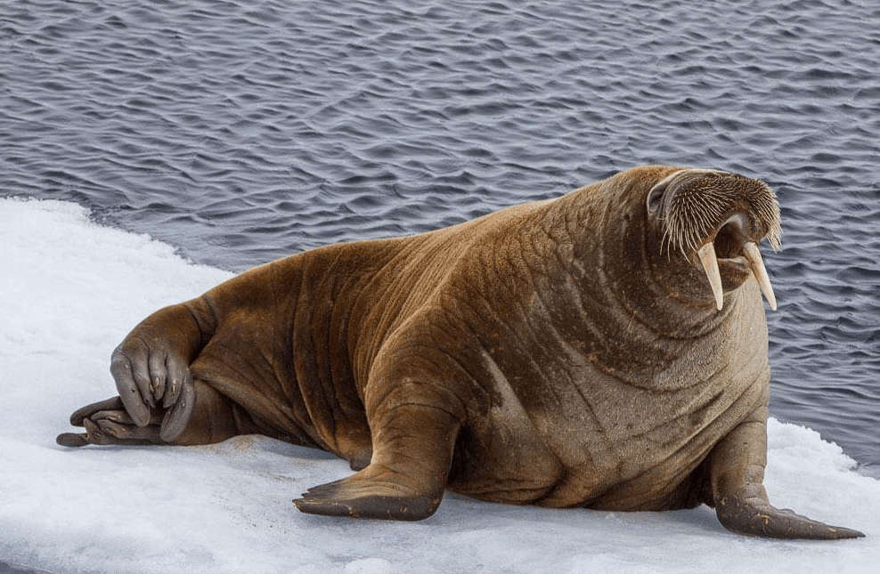 Лаптевский морж
