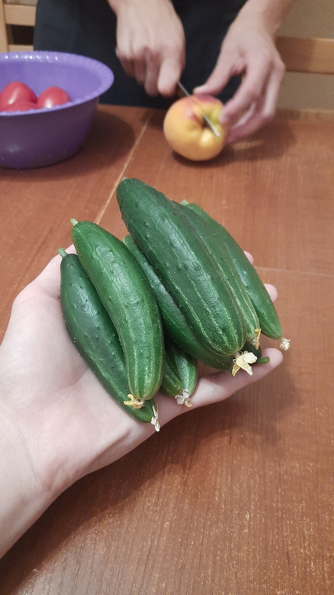 Огурцы на подоконнике - ноу проблем)