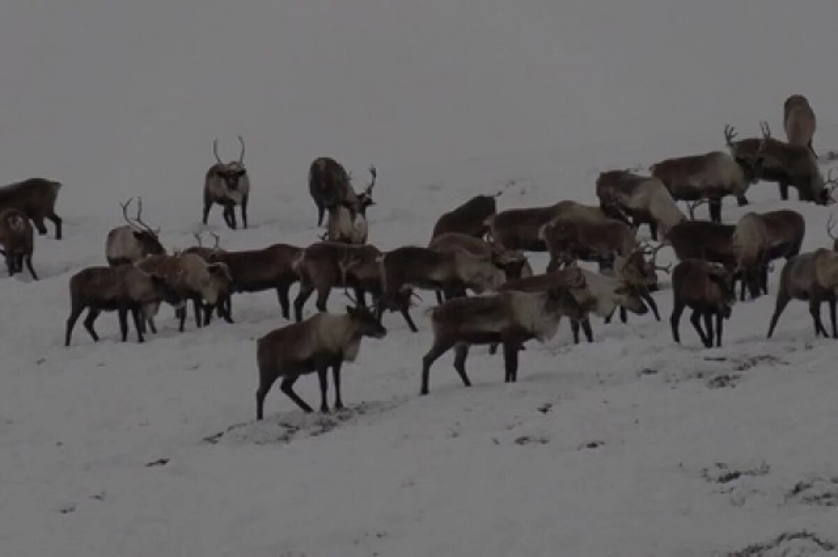    На Ямале стартовала весенняя вакцинация северных оленей