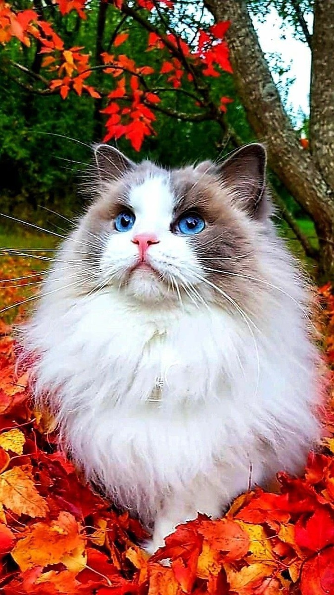 Фото из Яндекс. 