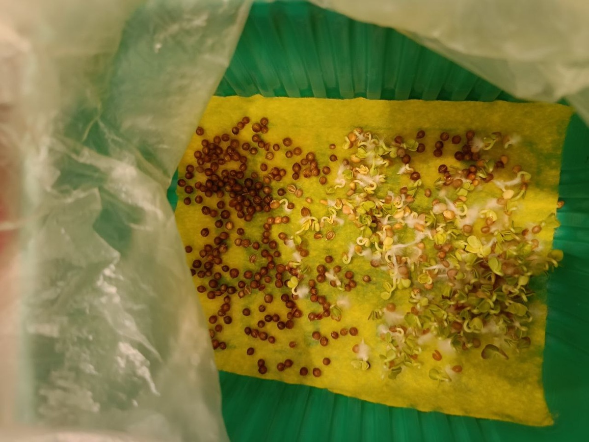 Кориандр и редис