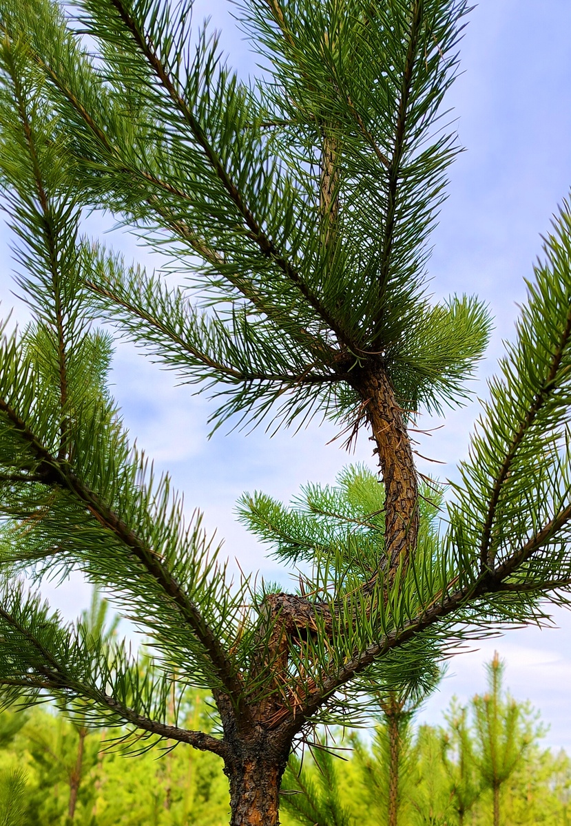 Только глупая наседка может искать в замужестве счастье, остальные просчитывают выгоду, которую может принести им брак. Кёсем Султан 
