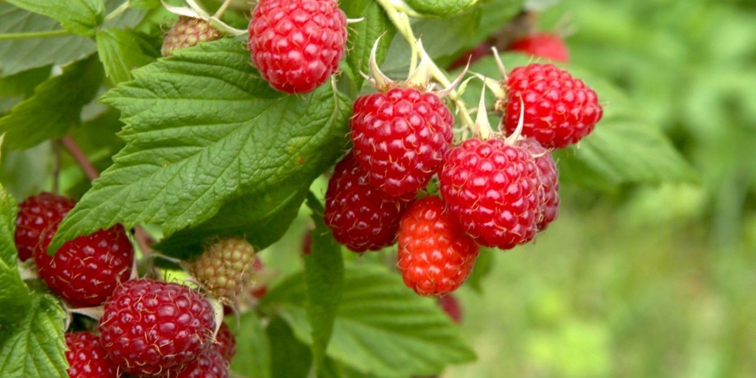 Подкормите кусты малины ранней весной, чтобы урожай в этом году был богатым