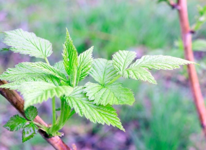 Подкормку малины начинают ранней весной