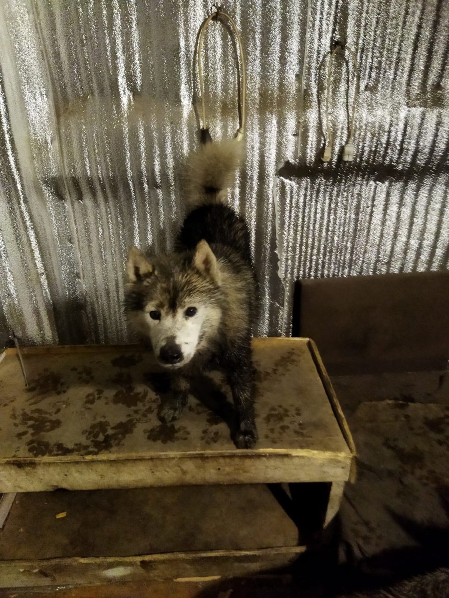 Юкки погулял под дождём