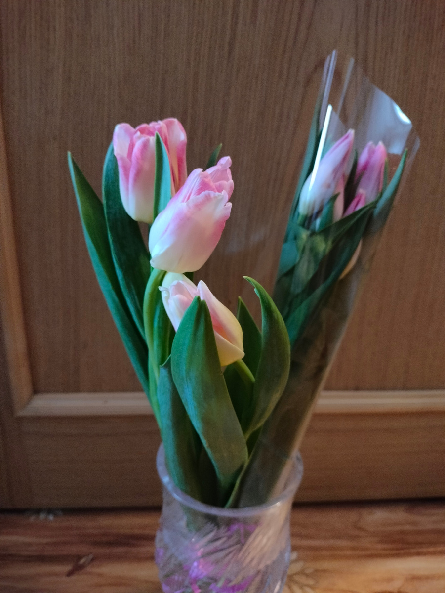 Фото автора. Тюльпаны из магазина