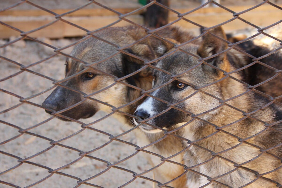    Фото: Пресс-служба Заксобрания Забайкалья