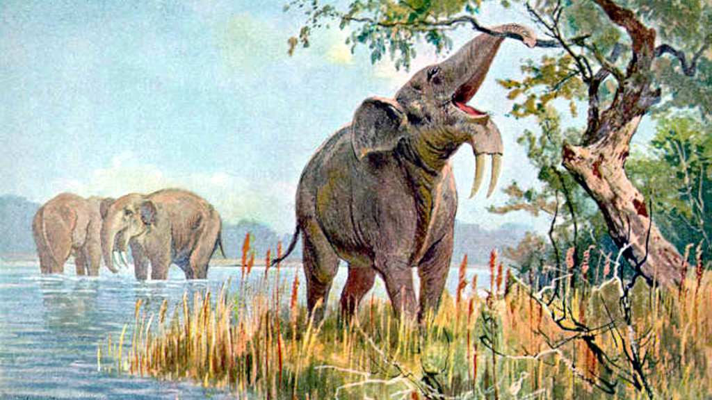 Потом они сильно выросли и отрастили настоящий хобот.