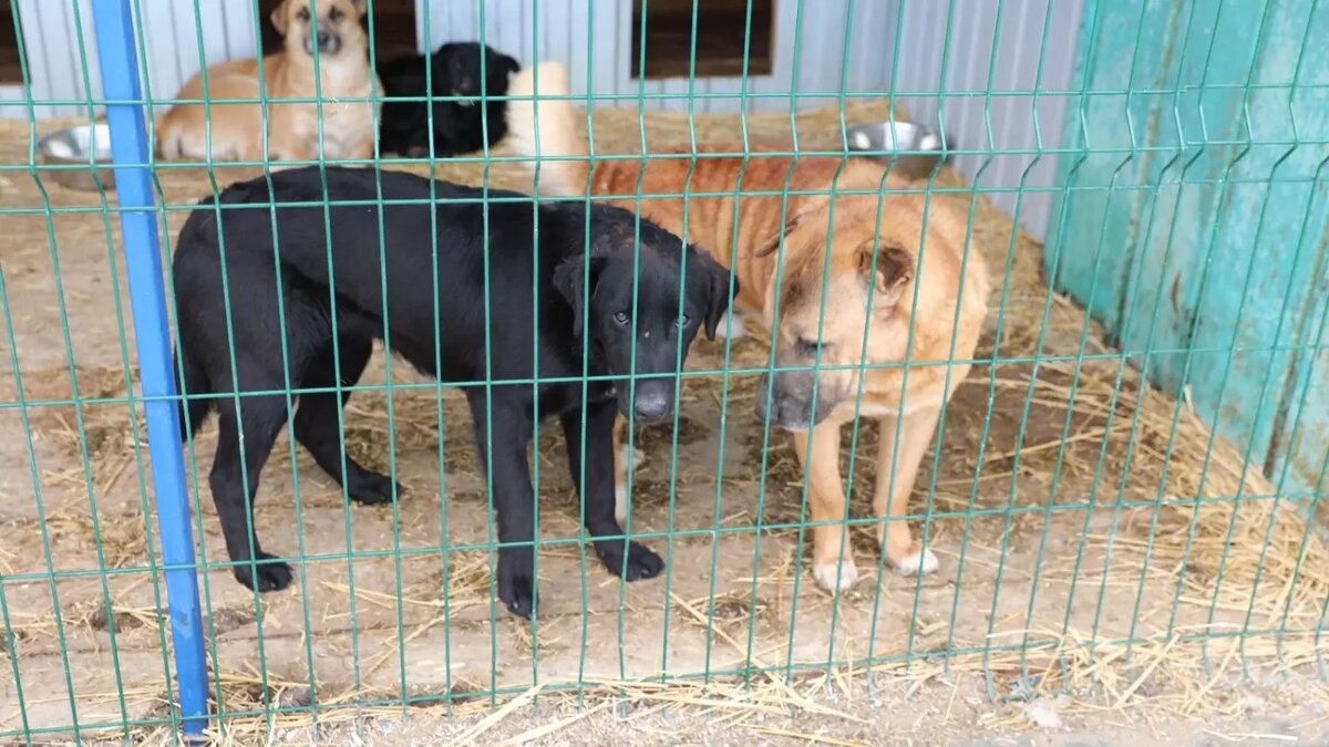     Источник: dumask.ru