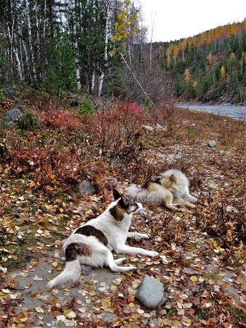 Фотографии Татьяны Немшановой. Последние дни сентября 2009 год. Лайки Бим и Дружок. Берега реки Манья. Приполярный Урал. Урочище Манья Чигим. Ущелье. Восточный салон Урала. Берёза, можжевельник,голубика, ель, кедр, ивы.