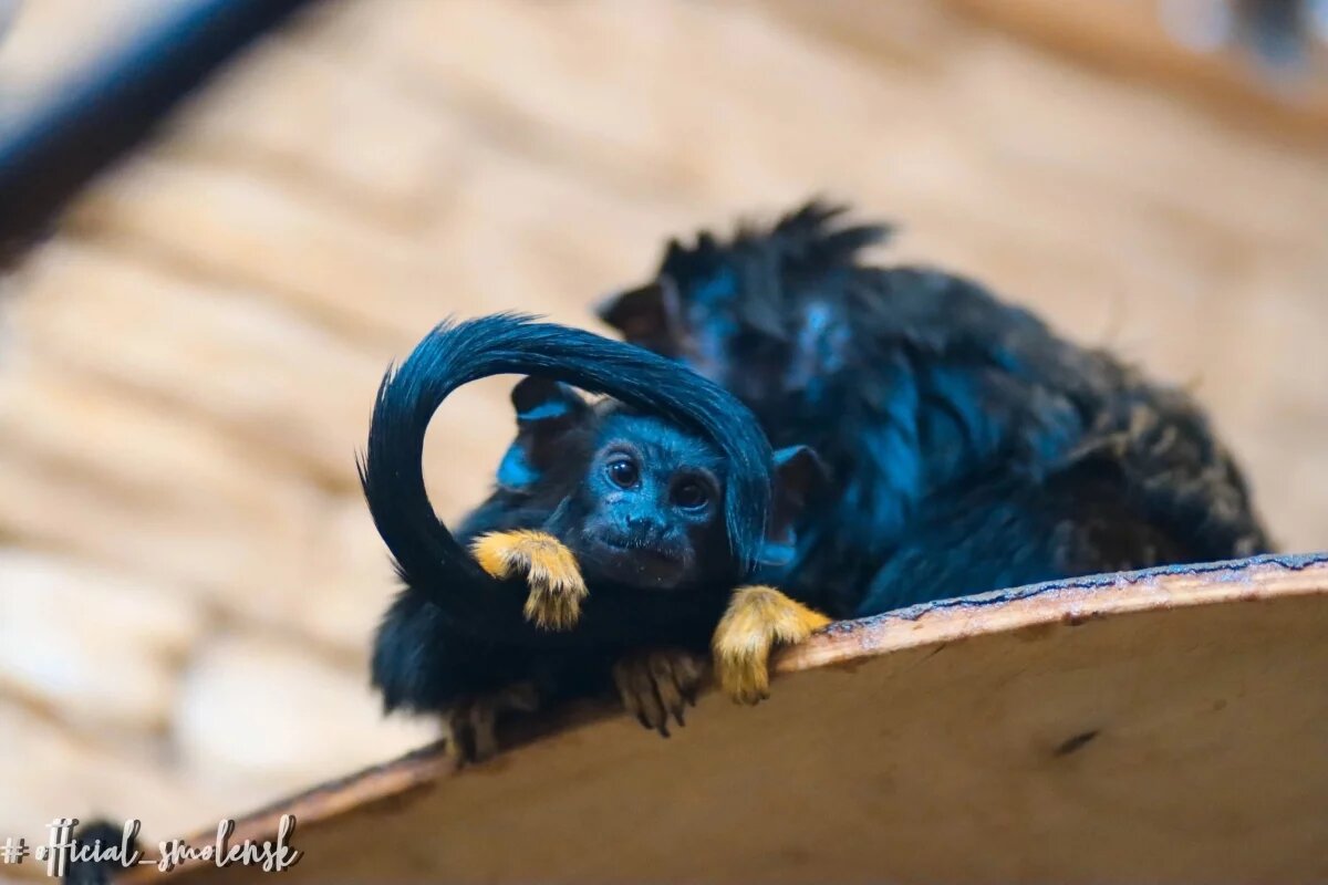    В Смоленске животные из зоопарка обживаются на новом месте