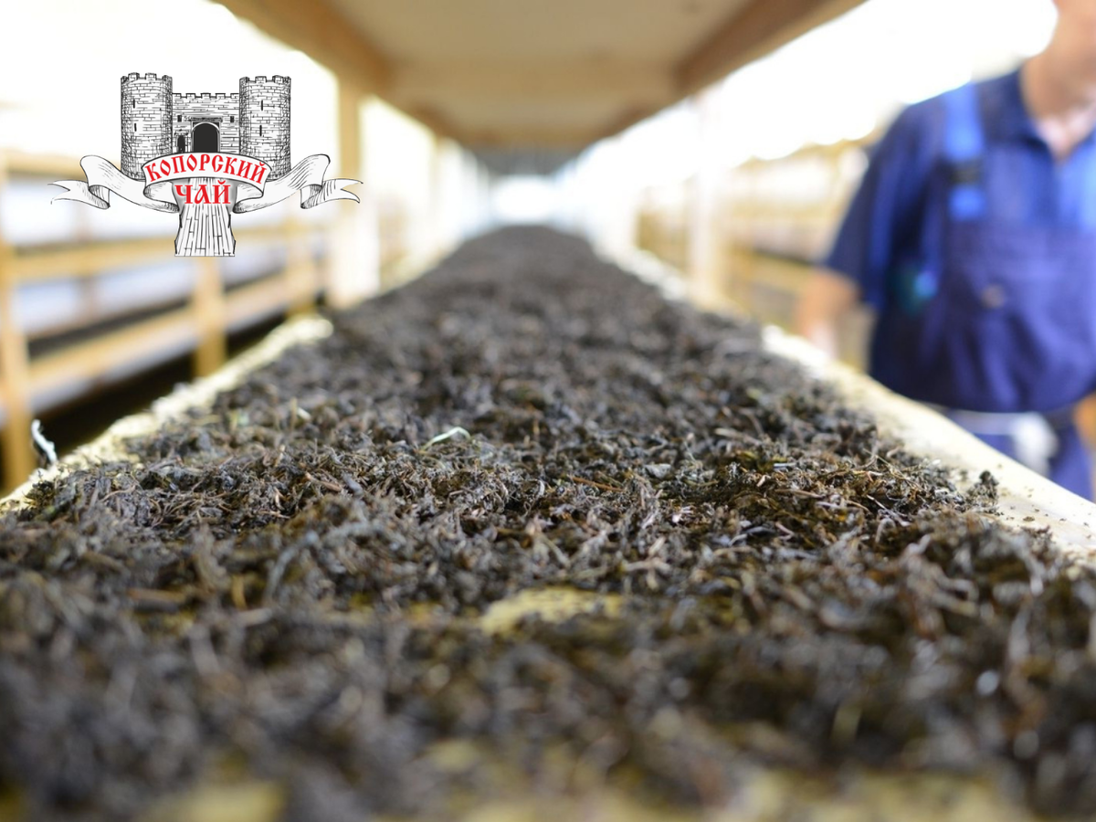 Ферментация Иван-чая в Копорье