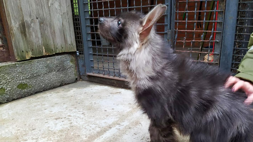    Пресс-служба Московского зоопарка