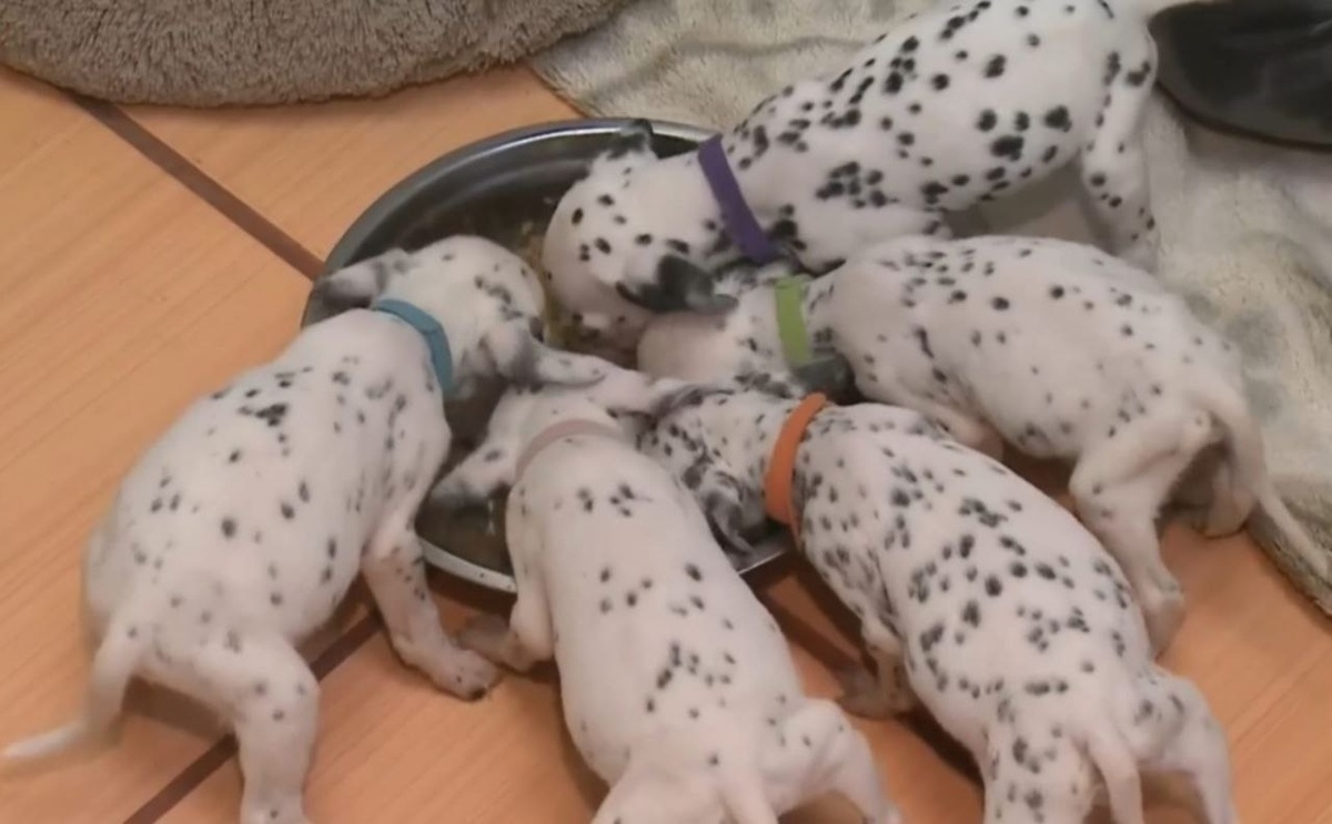 Ребятишки на усиленном питании...