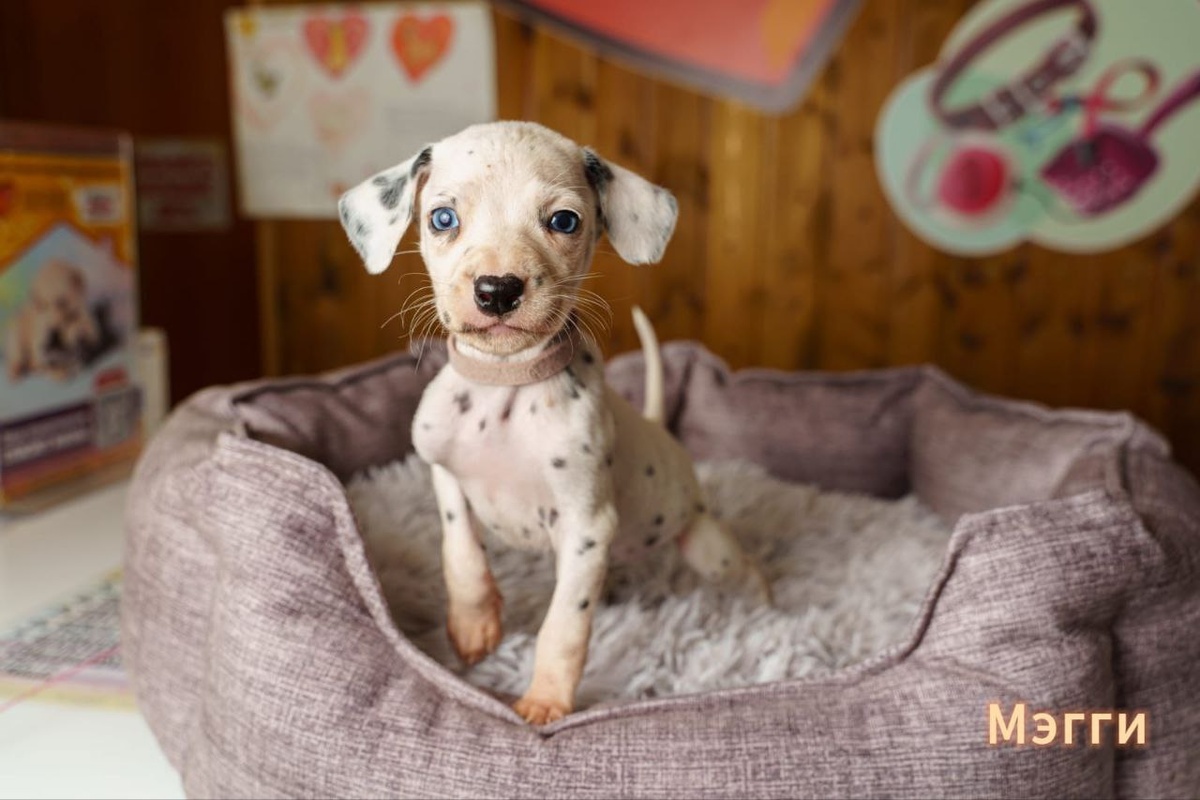 Эти крохотные малыши все еще нуждаются в поддержке добрых людей!