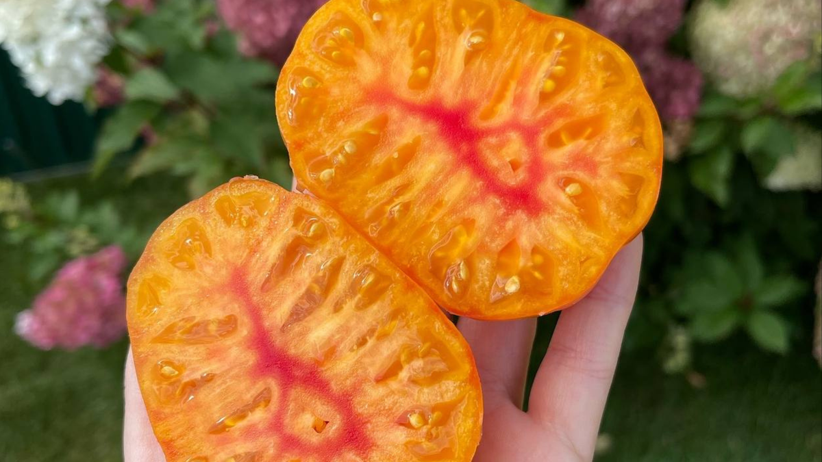 Мадрид F1 CLAUSE