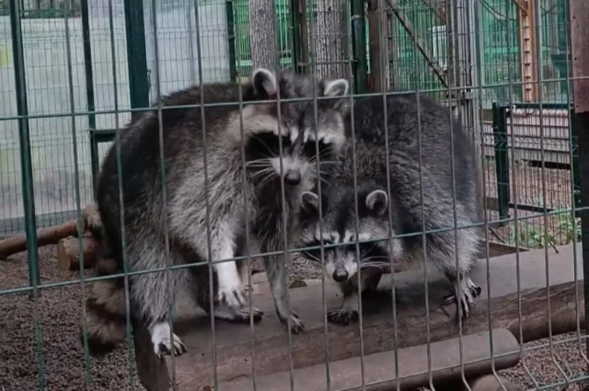    В частном зоопарке под Приозёрском в пожаре пострадали животные