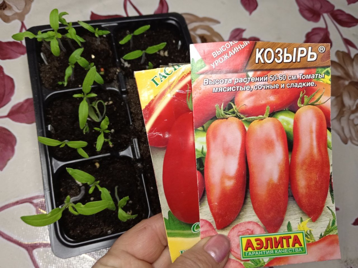 Всходы низкорослых сортов.