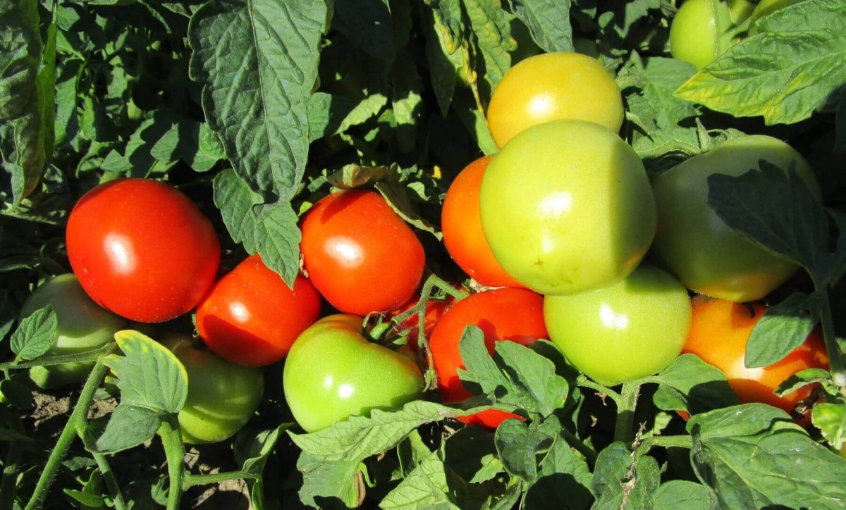 ТОмат Премьнра