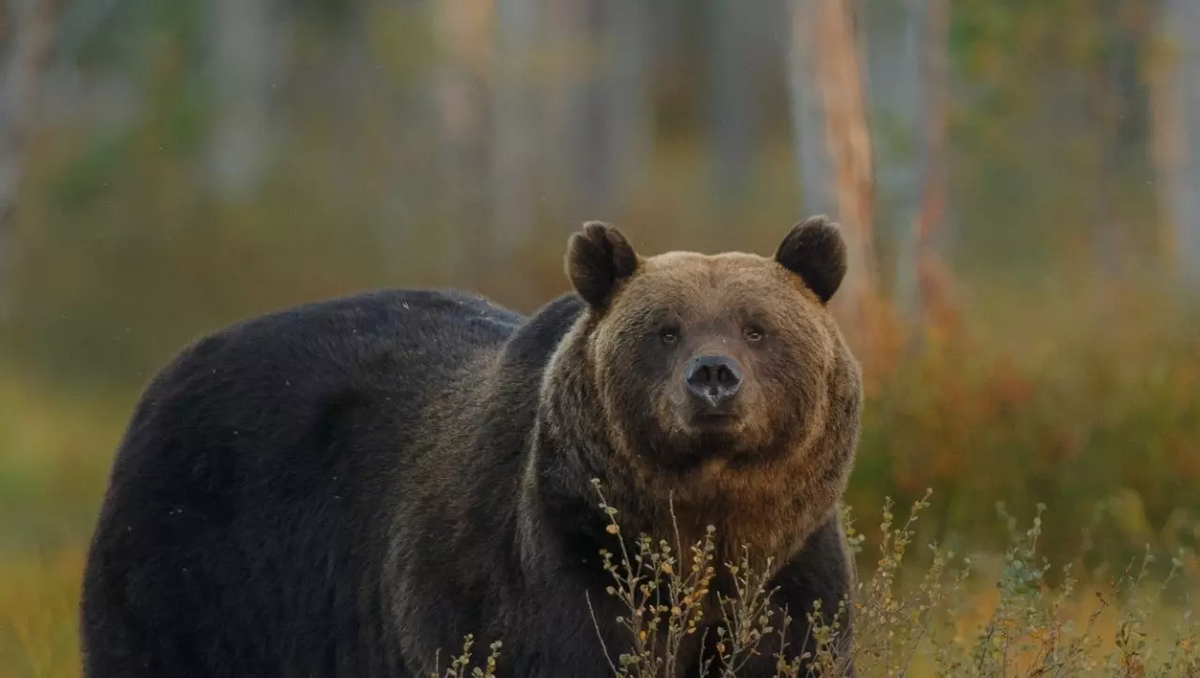 Фото: freepik.com. Медведь
