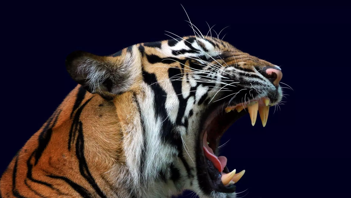 Фото: freepik.com. Тигр
