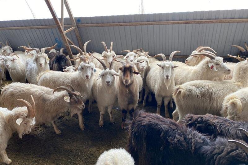    Минсельхоз / Оренбургские козы