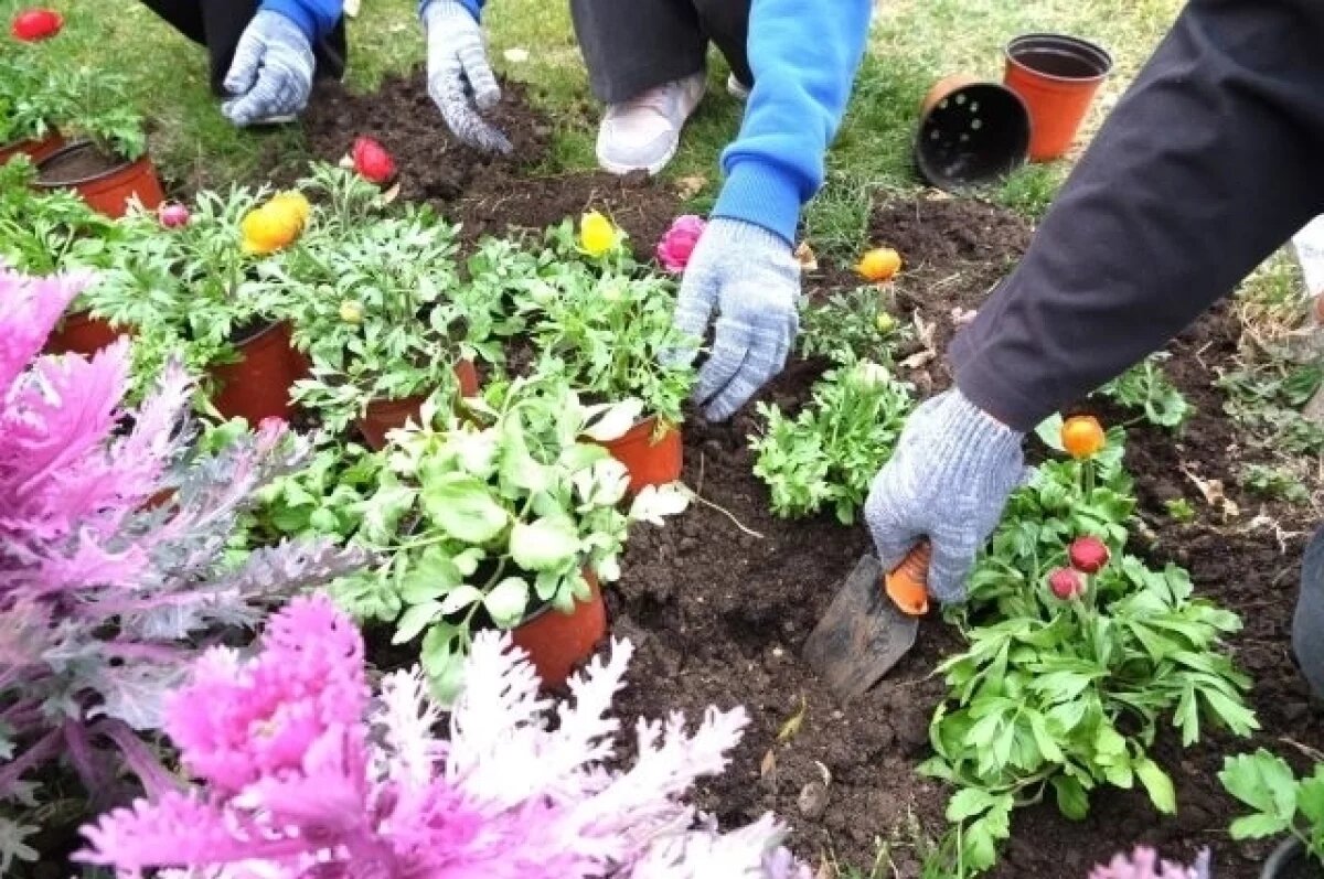    В Большой Ялте высадят около 70 тысяч цветов до середины июня