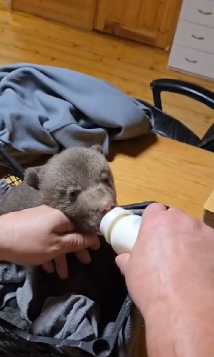 Фото: скриншот из видео «Птичьего дворика»