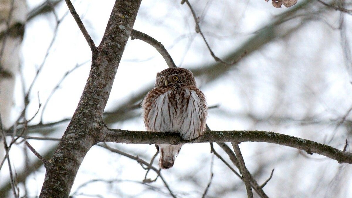    Фото: t.me/kazdoytvaripopare