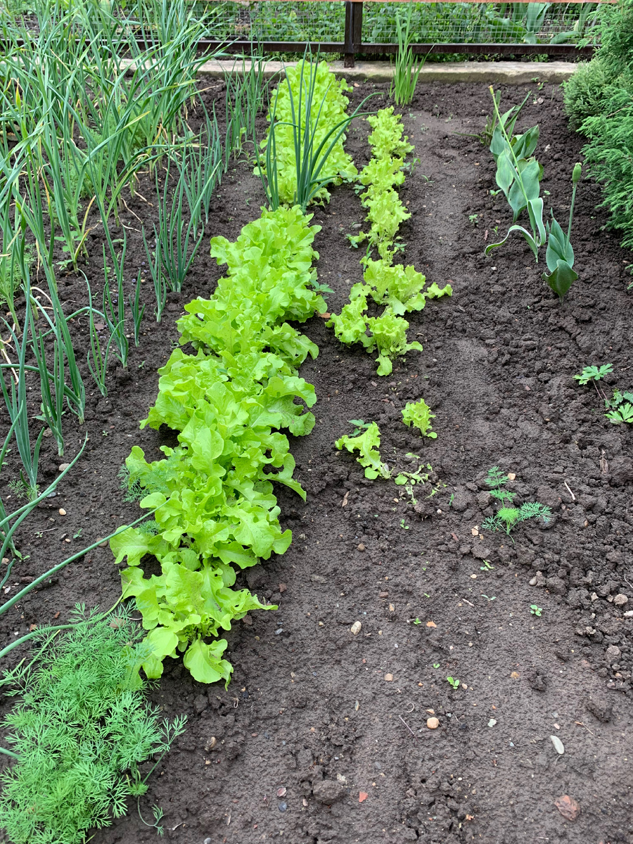 Часть  моего огорода