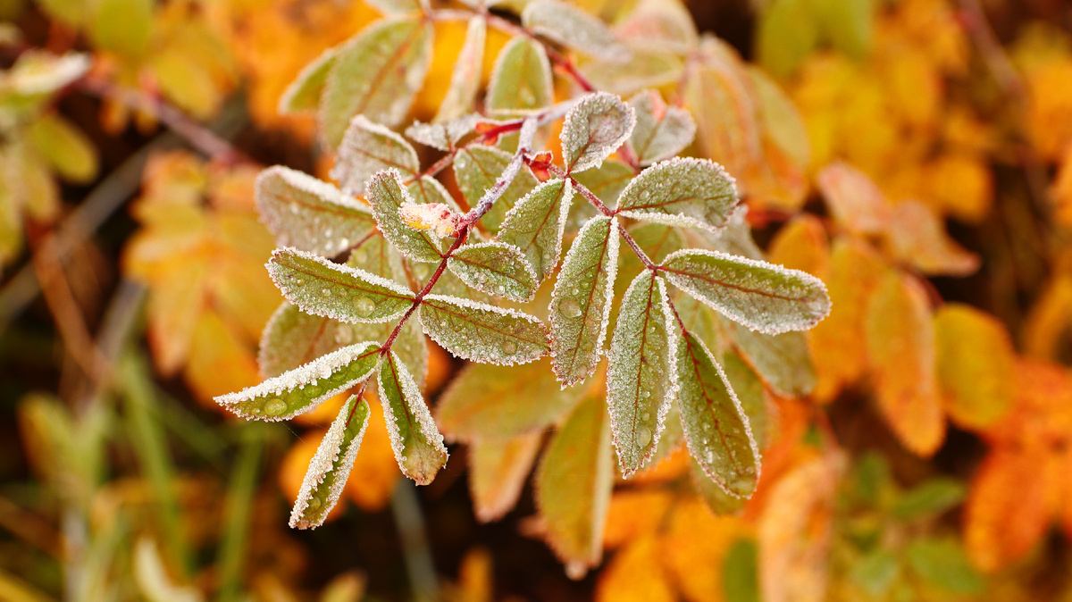 Даже делая фотографию, я думаю понравится она моей жене или нет.