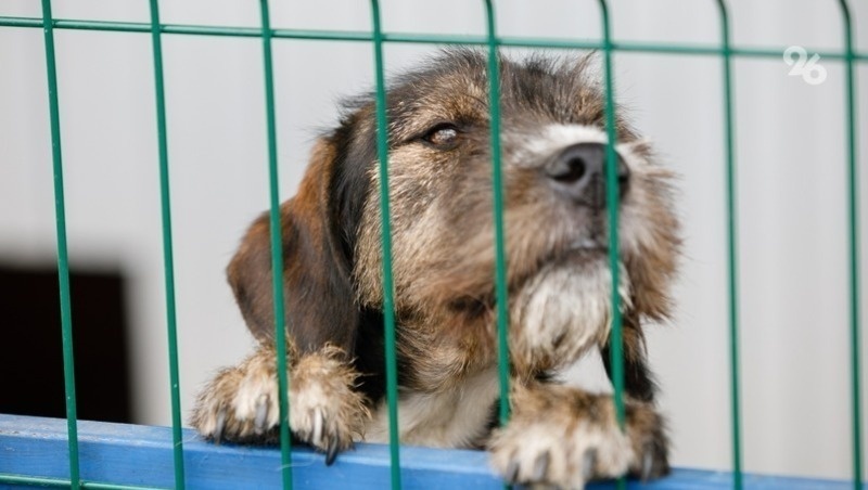      Фото: ИА «Победа26»