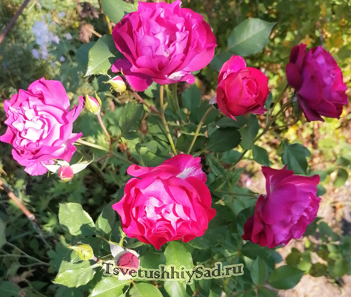 Роза Wild Blue Yonder. Цветение.