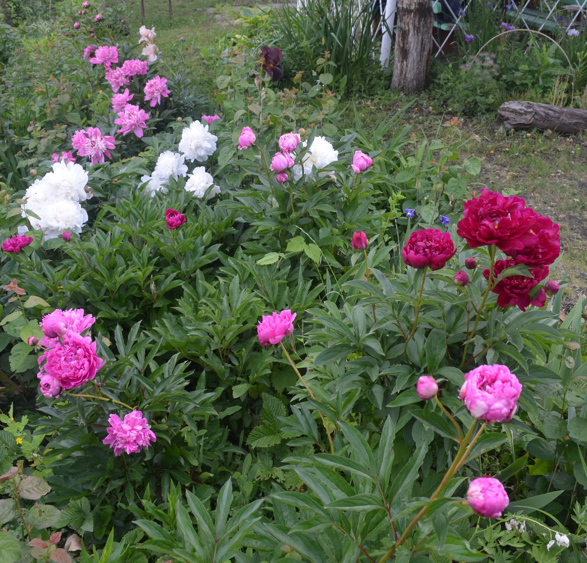 Первые пионовые массивы