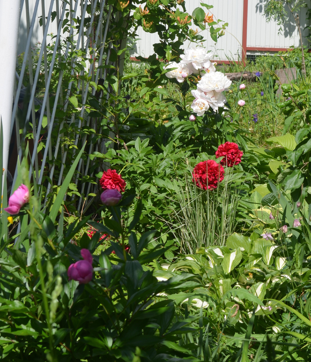 Вейник Overdam рядом с пионом Carol снизил градус пафоса