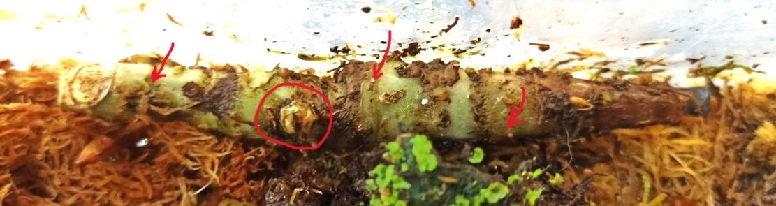 Ризома алоказии