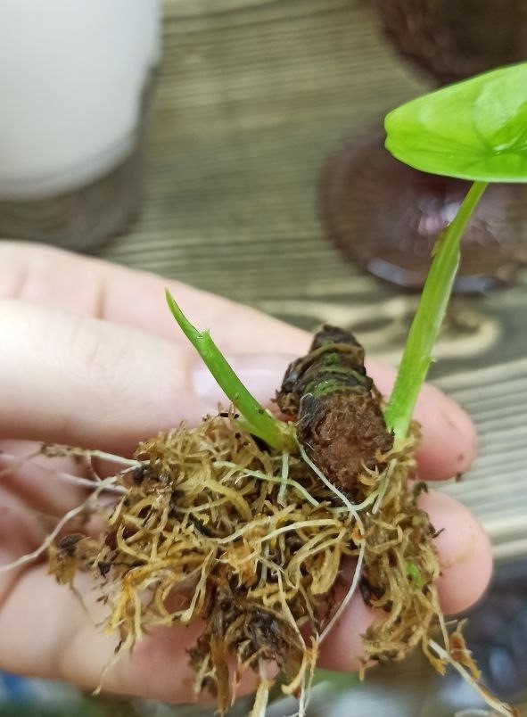 Детки с ризомы