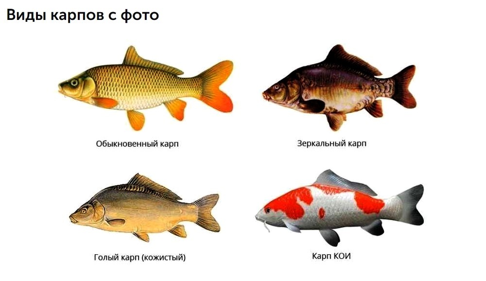 картинка взята из открытых источников.