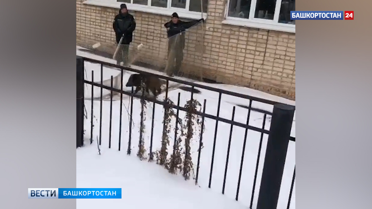    Появилось видео, как спасатели ловили кабана в башкирском Салавате