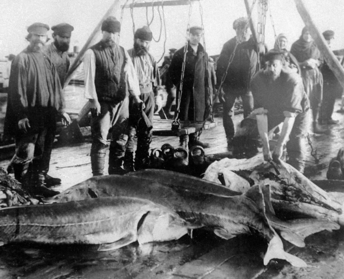 К сожалению, не нашла фотографий рыбинских рыбаков того времени, поэтому для иллюстрации ставлю фото астраханских рыболовов. Фото с сайта portal.rusarshives.ru