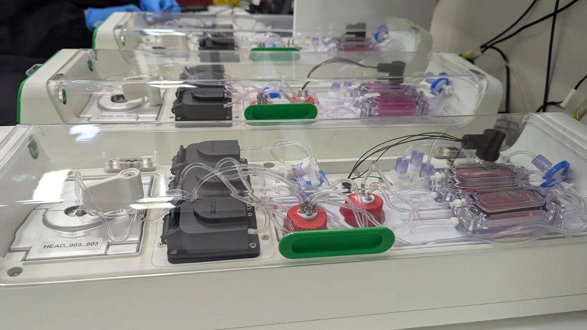 Фото: Cortical Labs