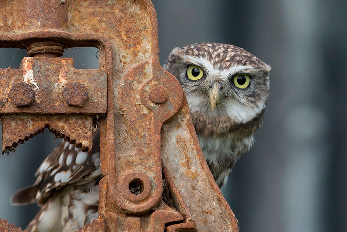 Чтобы заставить эти голоса замолчать, нужно доказать их неправоту, показав своё всемогущество и богоподобность