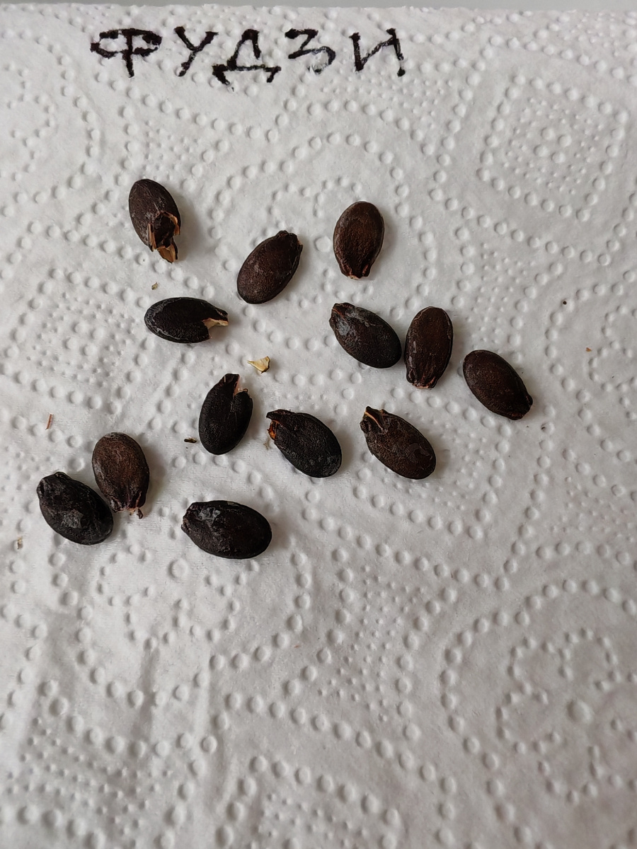 Расщёлкнула кончики семян, не все аккуратно 