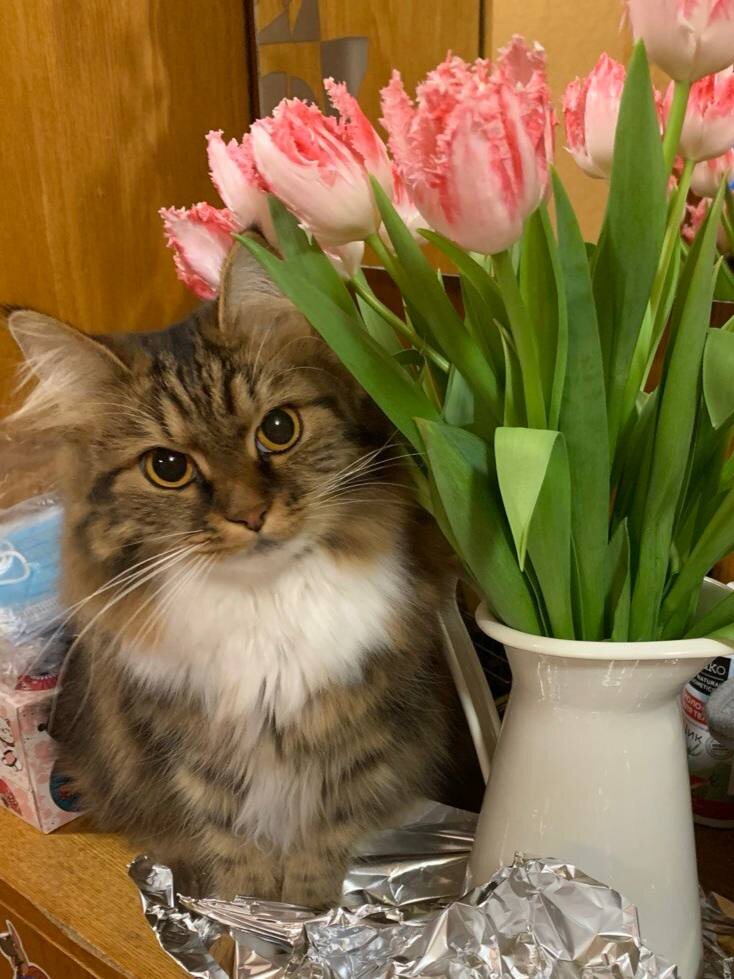 Никому не здрасьте, но вот вам тюльпанчики!!