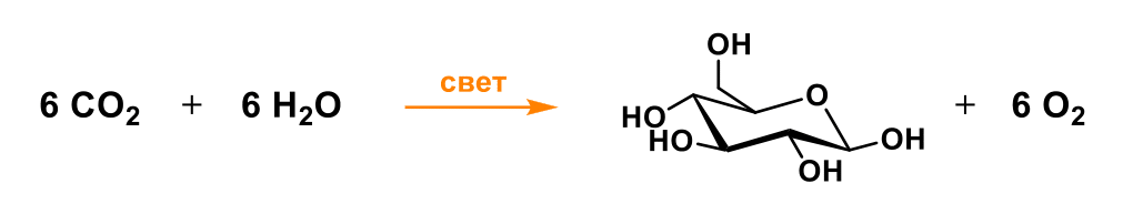     Общая схема фотосинтеза Михаил Зубков