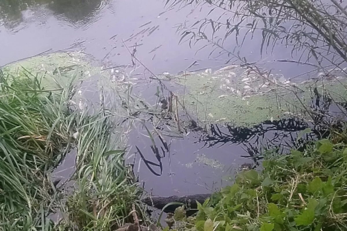    Расследуется дело о гибели рыбы в двух курских реках из-за сброса стоков
