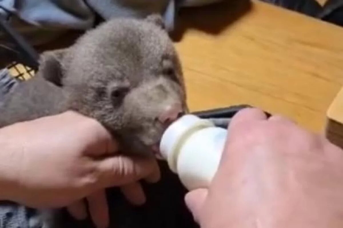    На подворье «Птичий дворик» в Пскове привезли медвежонка