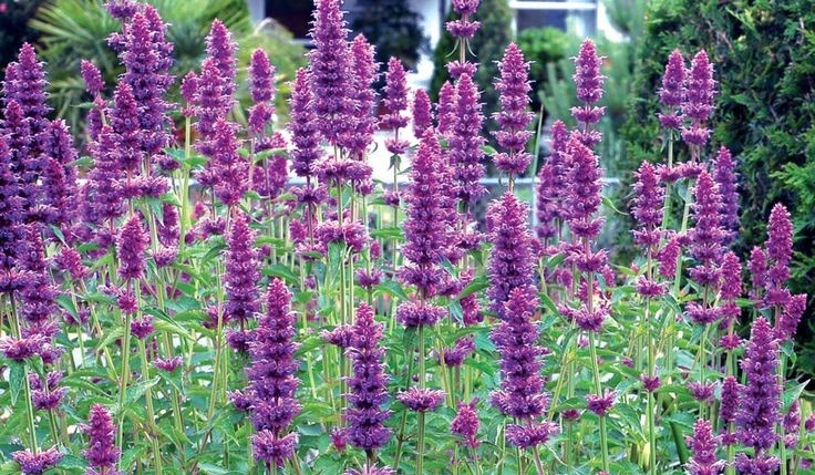 Издали Агастахе можно принять за Дербенник или Шалфей-переросток. Но присмотритесь: он намного круче!