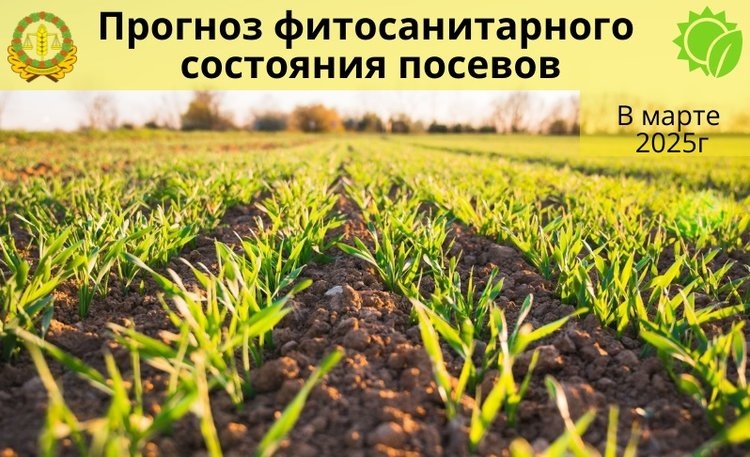    Какие вредители и болезни появятся в марте 2025 на полях озимых