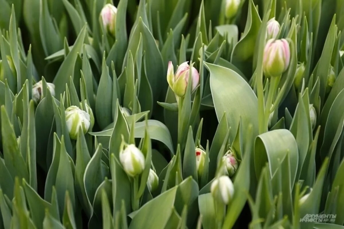    Петербуржцы подсчитали средний бюджет на подарки к 8 марта